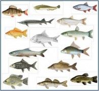 Voir l'illustration de 'ICHTYOSERV : l’ichtyodiversité comme force motrice du fonctionnement des systèmes d’élevage'